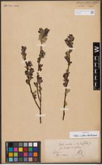 Salix aurita L. x Salix starkeana Willd.